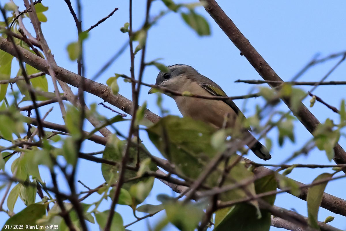 White-browed Shrike-Babbler - ML631985175