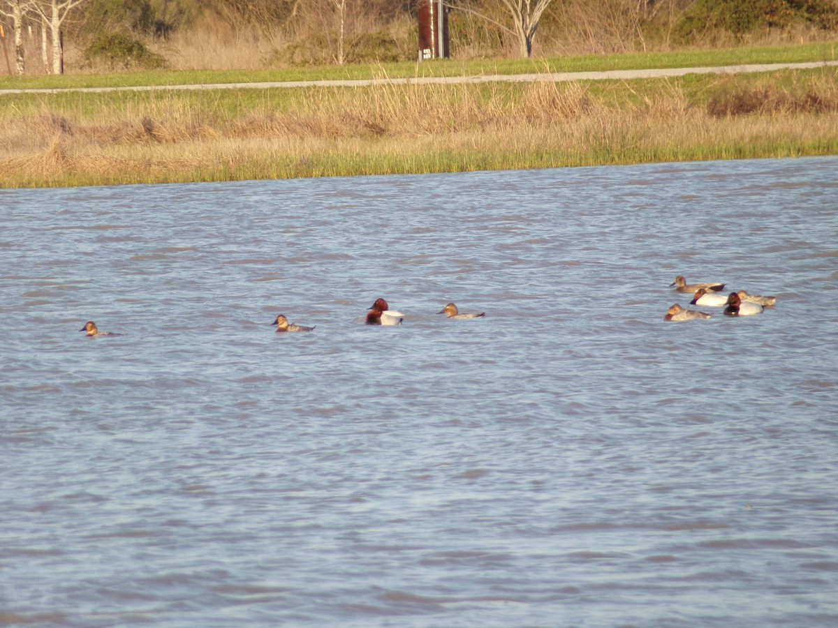 Canvasback - ML631985462