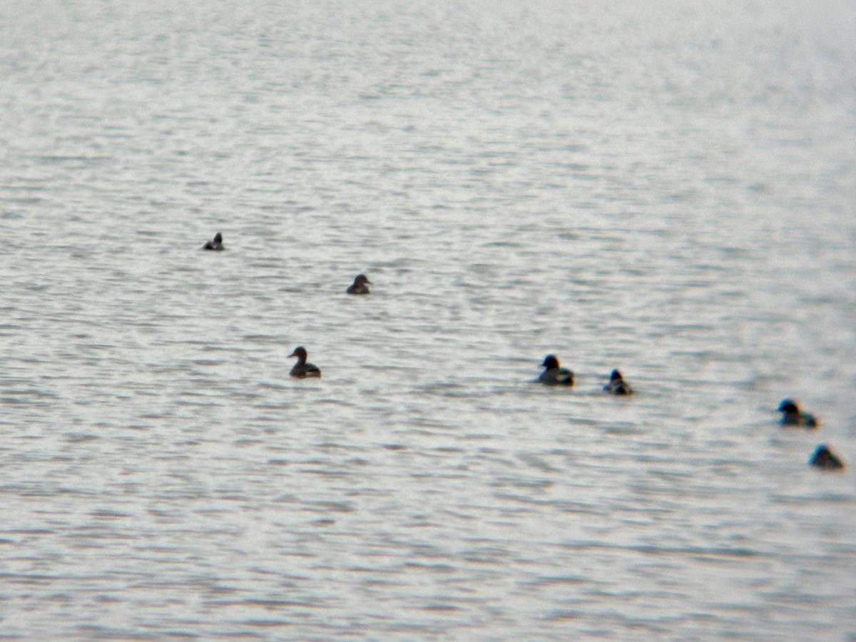 小水鴨 - ML631985465