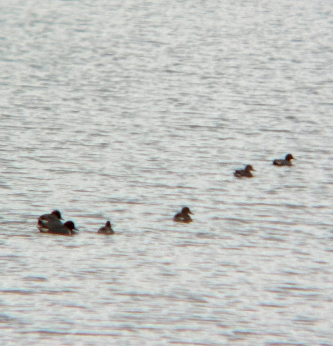 小水鴨 - ML631985466