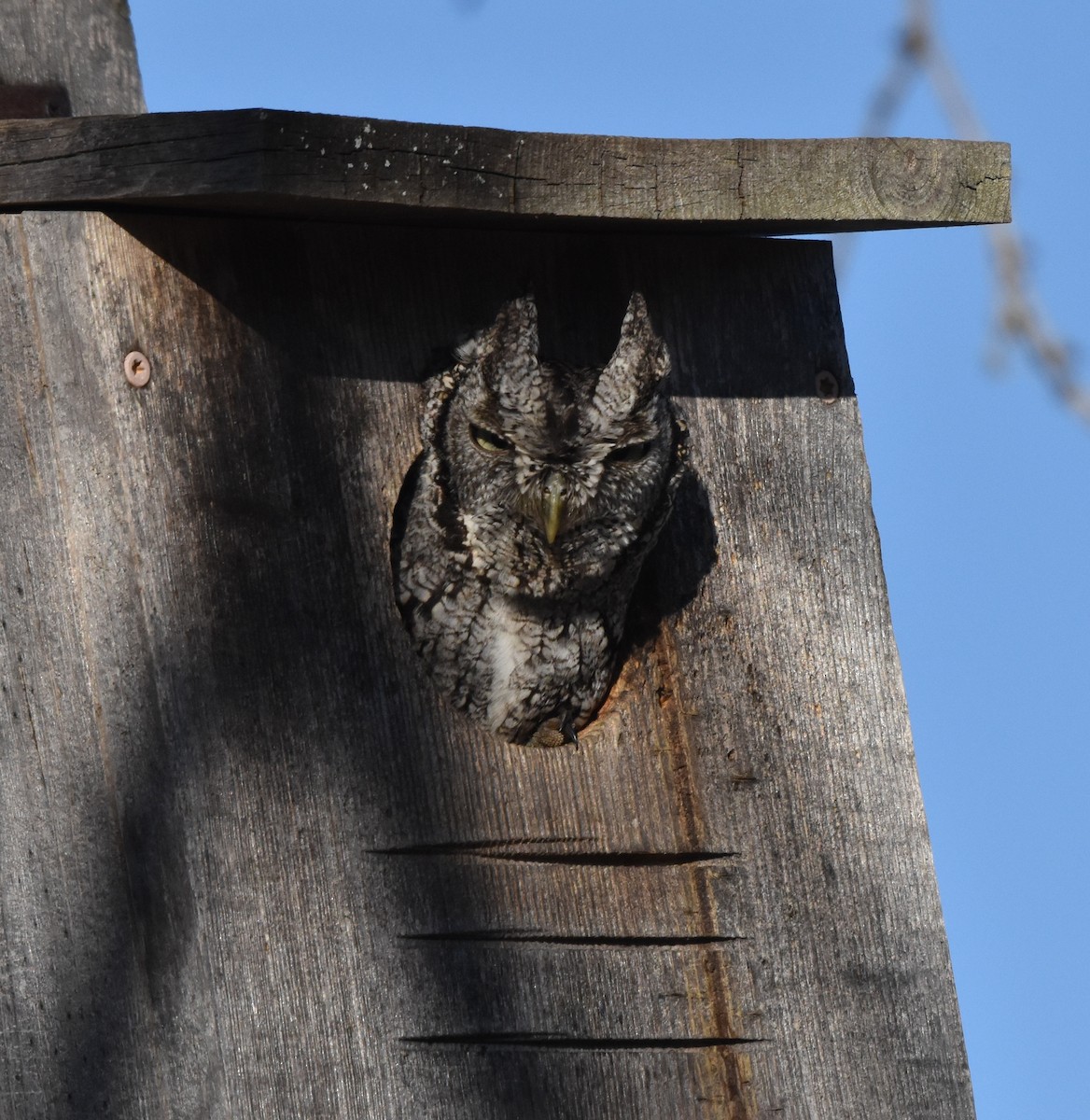 Eastern Screech-Owl - ML631985502