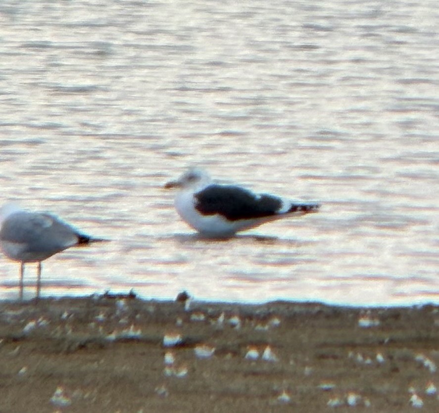 小黑背鷗 - ML631985510