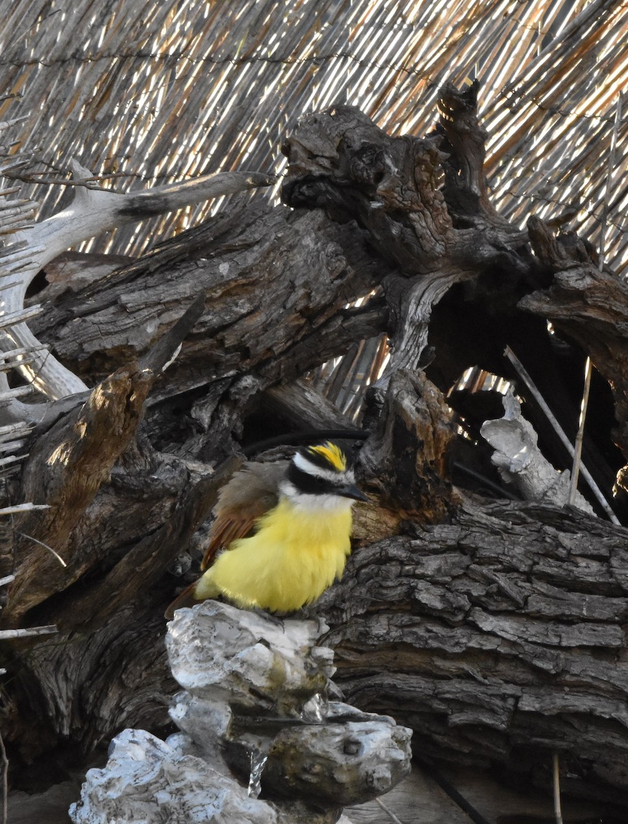 Great Kiskadee - ML631985514
