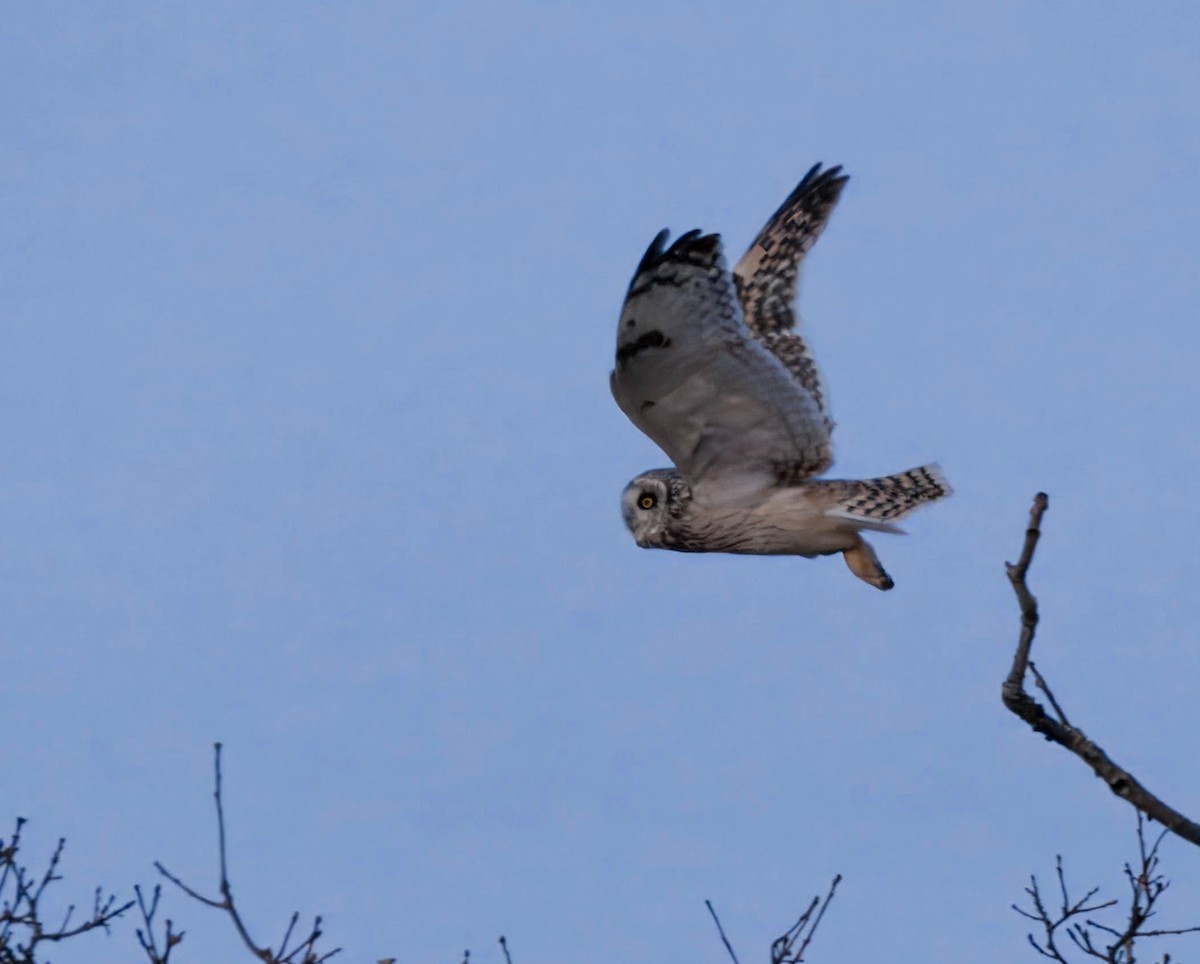 Short-eared Owl - ML631985532