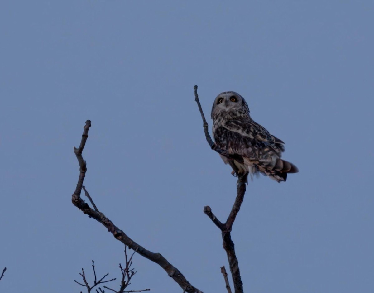 Short-eared Owl - ML631985533