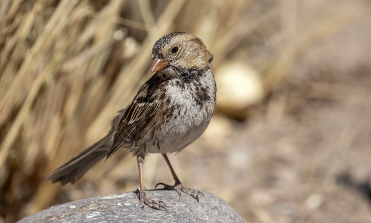 Harris's Sparrow - ML631985543