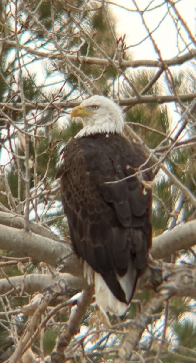 Bald Eagle - ML631985548