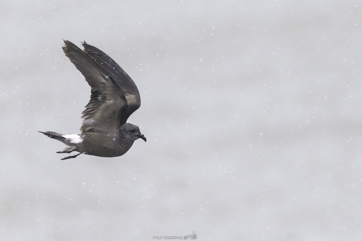 Leach's Storm-Petrel - ML631985762