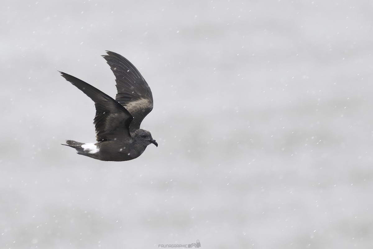 Leach's Storm-Petrel - ML631985763