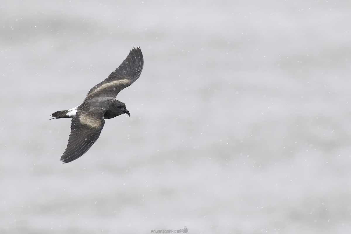 Leach's Storm-Petrel - ML631985765