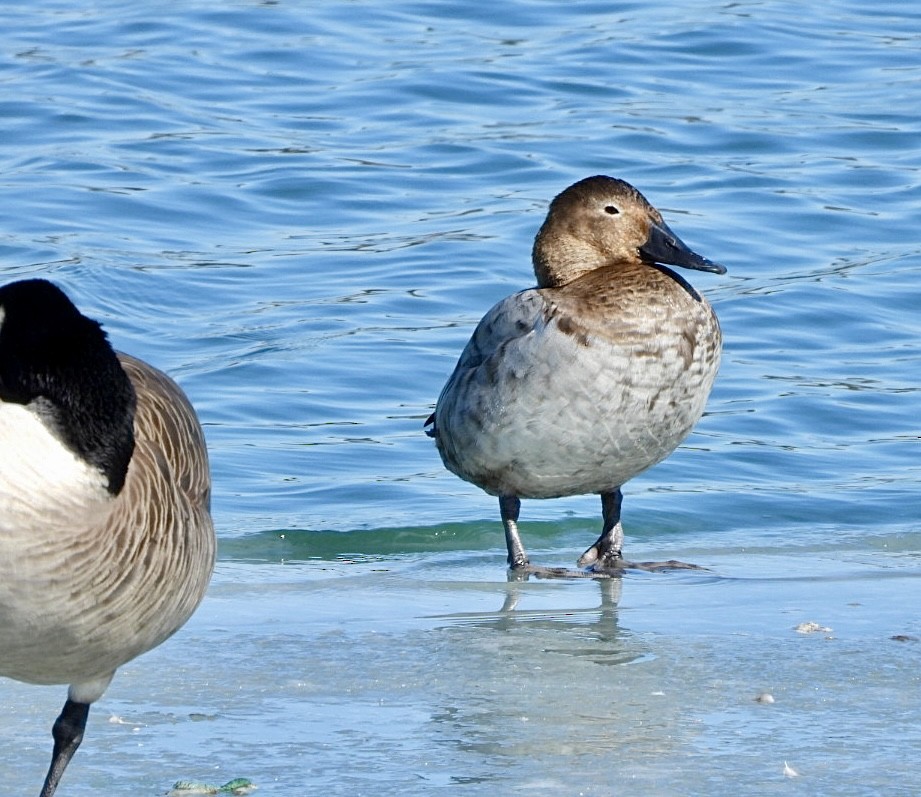 Canvasback - ML631985779