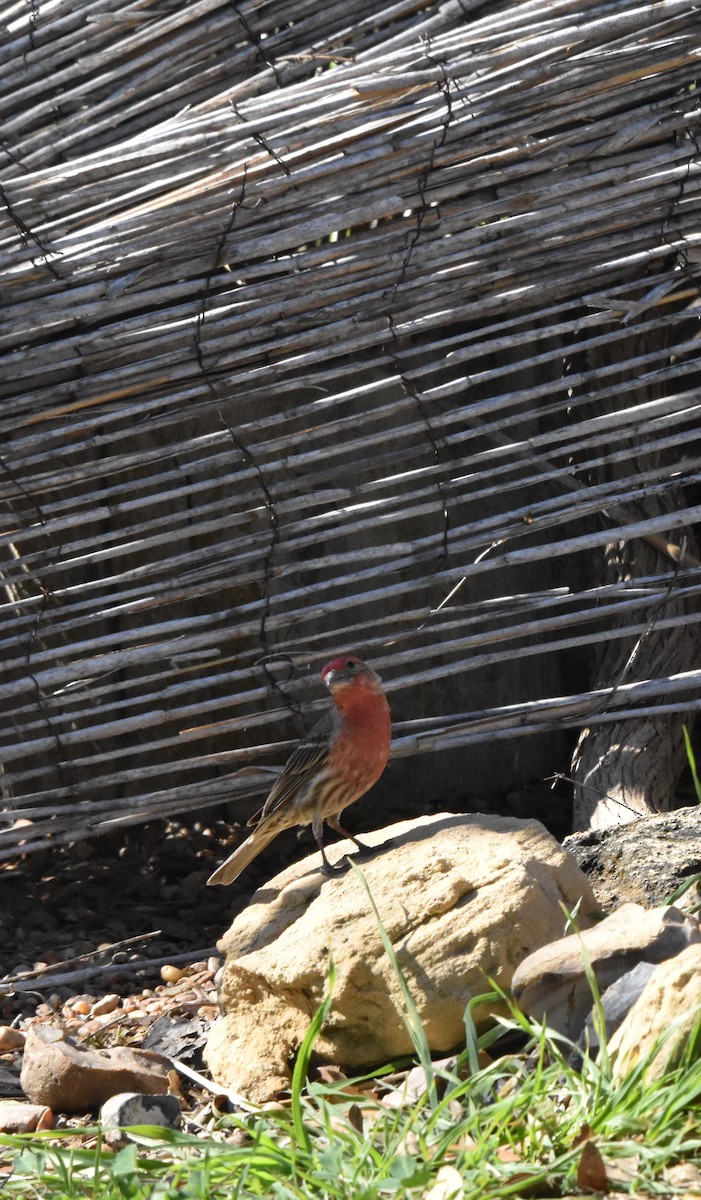House Finch - ML631985842