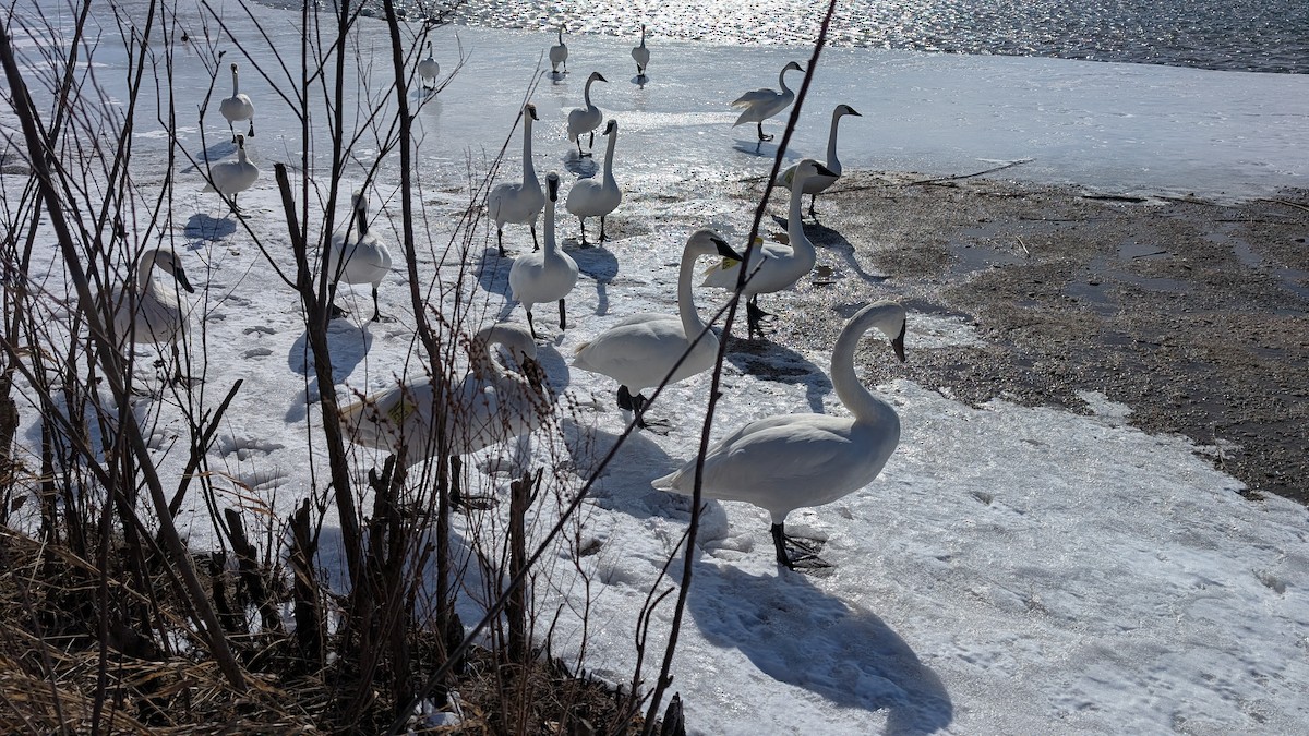 Trumpeter Swan - ML631985853