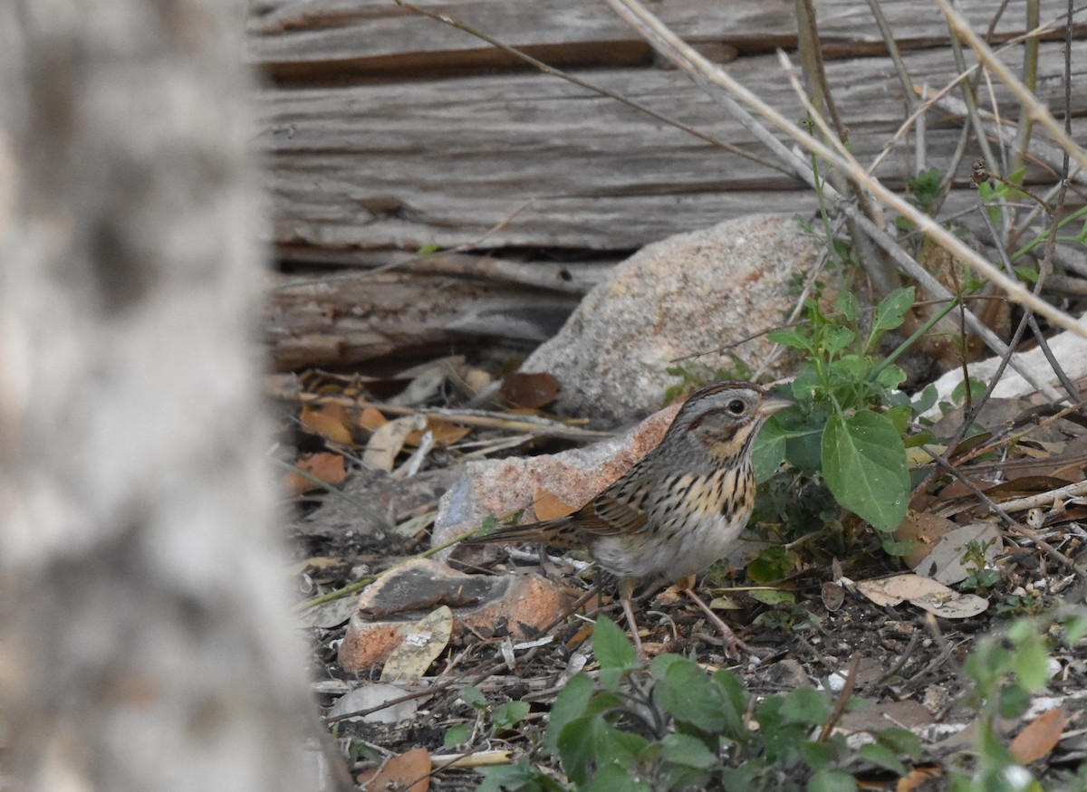 Lincoln's Sparrow - ML631985861