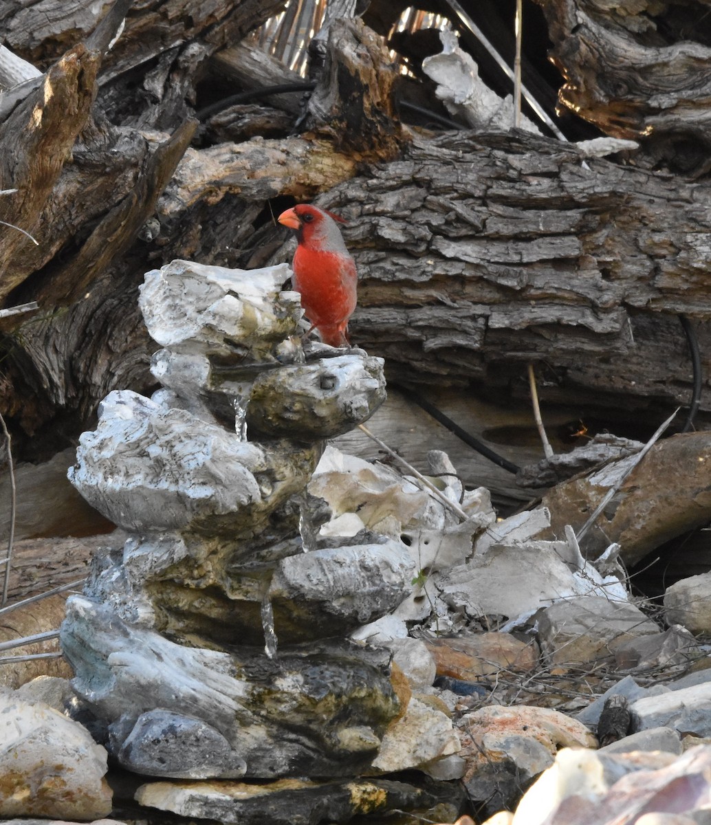 Pyrrhuloxia - ML631985886