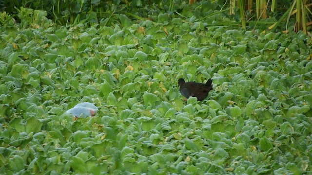 Plumbeous Rail - ML631985937