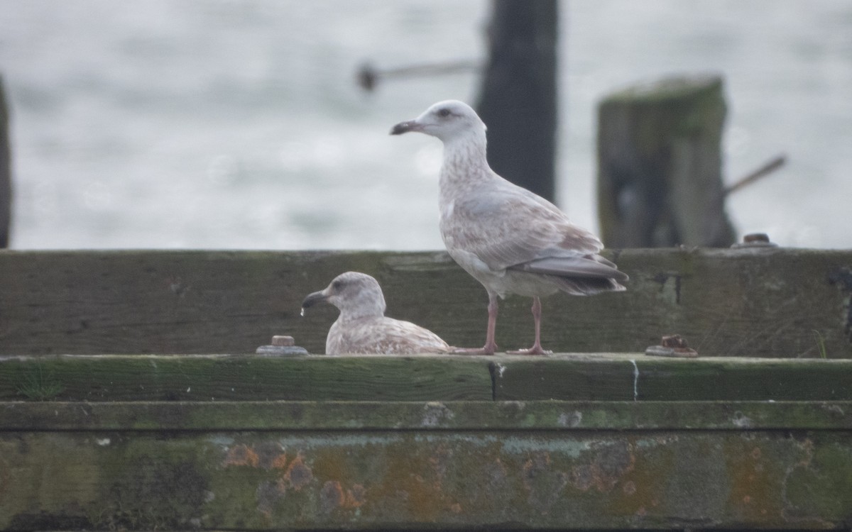 Larus sp. - ML631985977