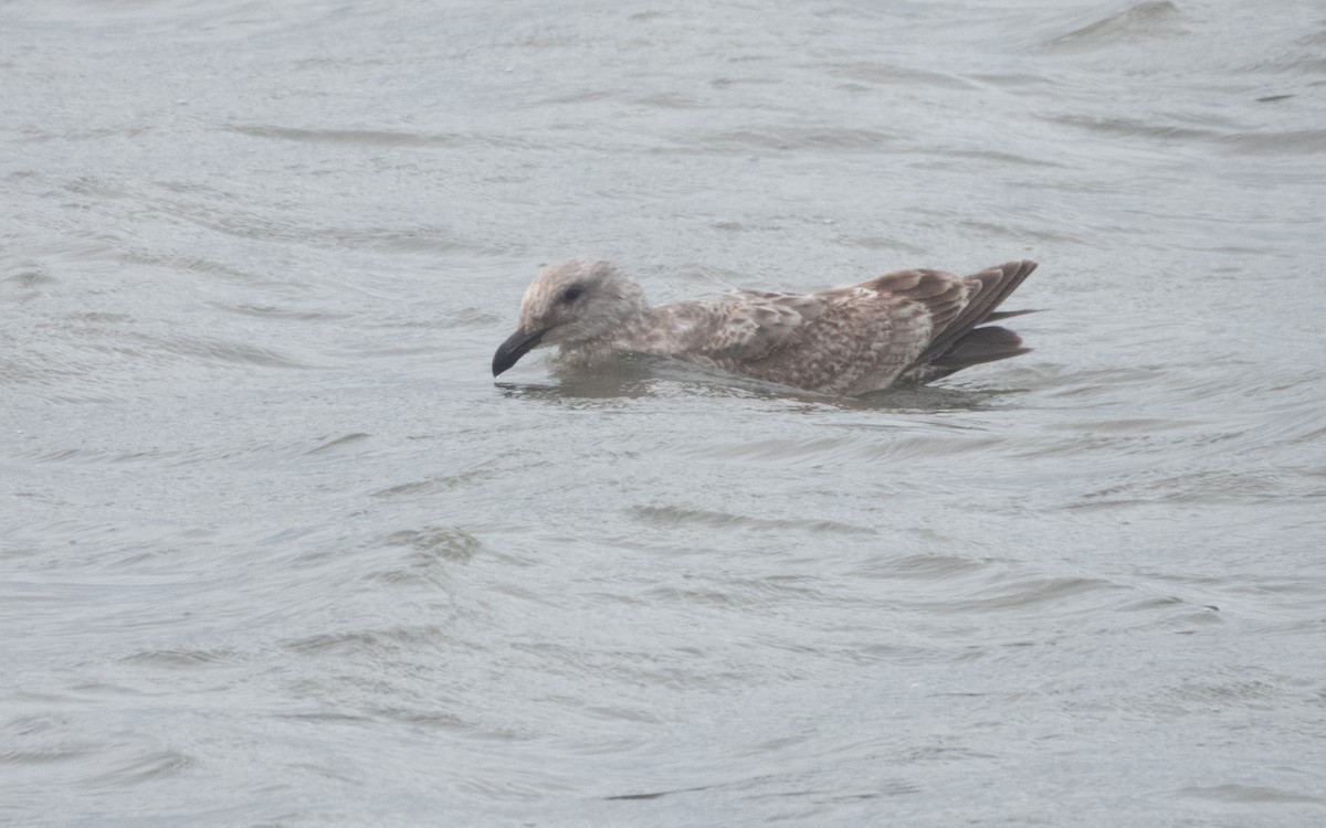 Larus sp. - ML631985984
