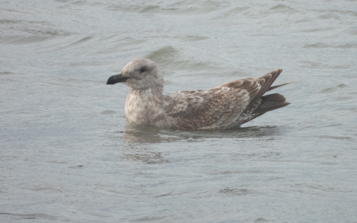 Larus sp. - ML631985985