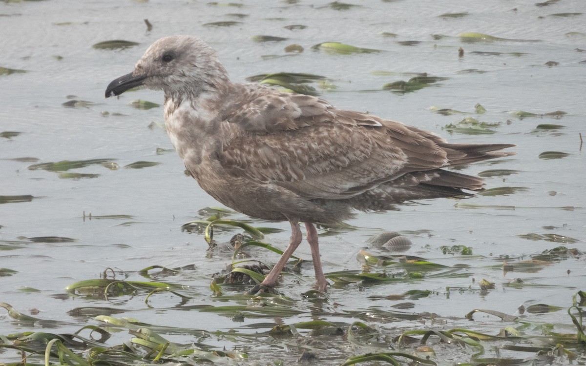 Larus sp. - ML631985986