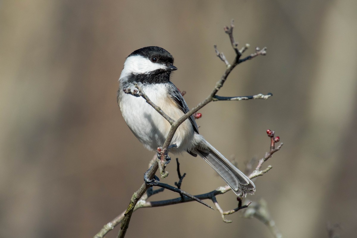 Black-capped Chickadee - ML631986122