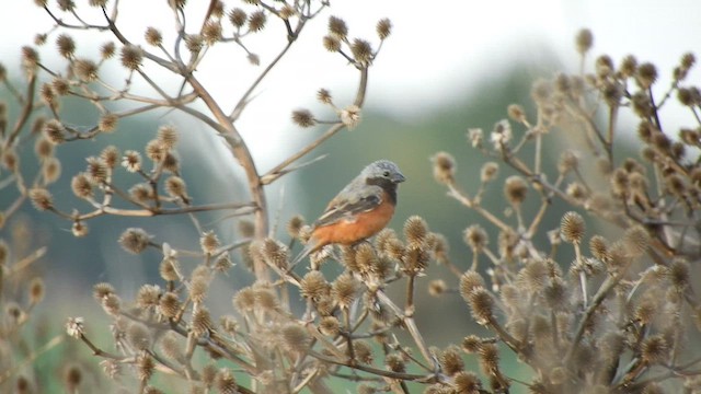 Dark-throated Seedeater - ML631986303