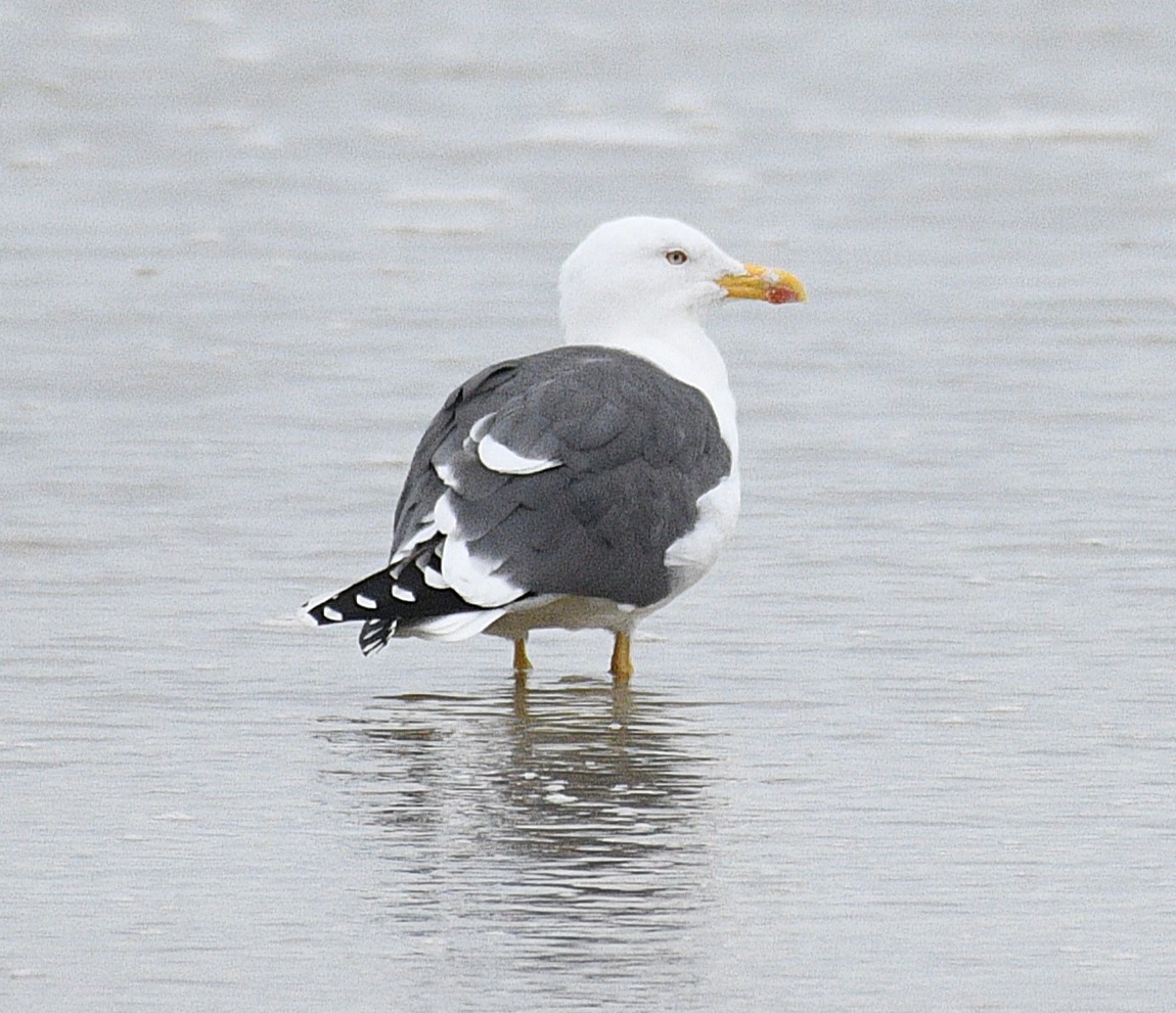 Gaviota Sombría - ML631986364