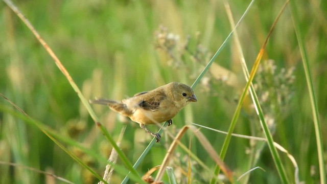 Dark-throated Seedeater - ML631986428