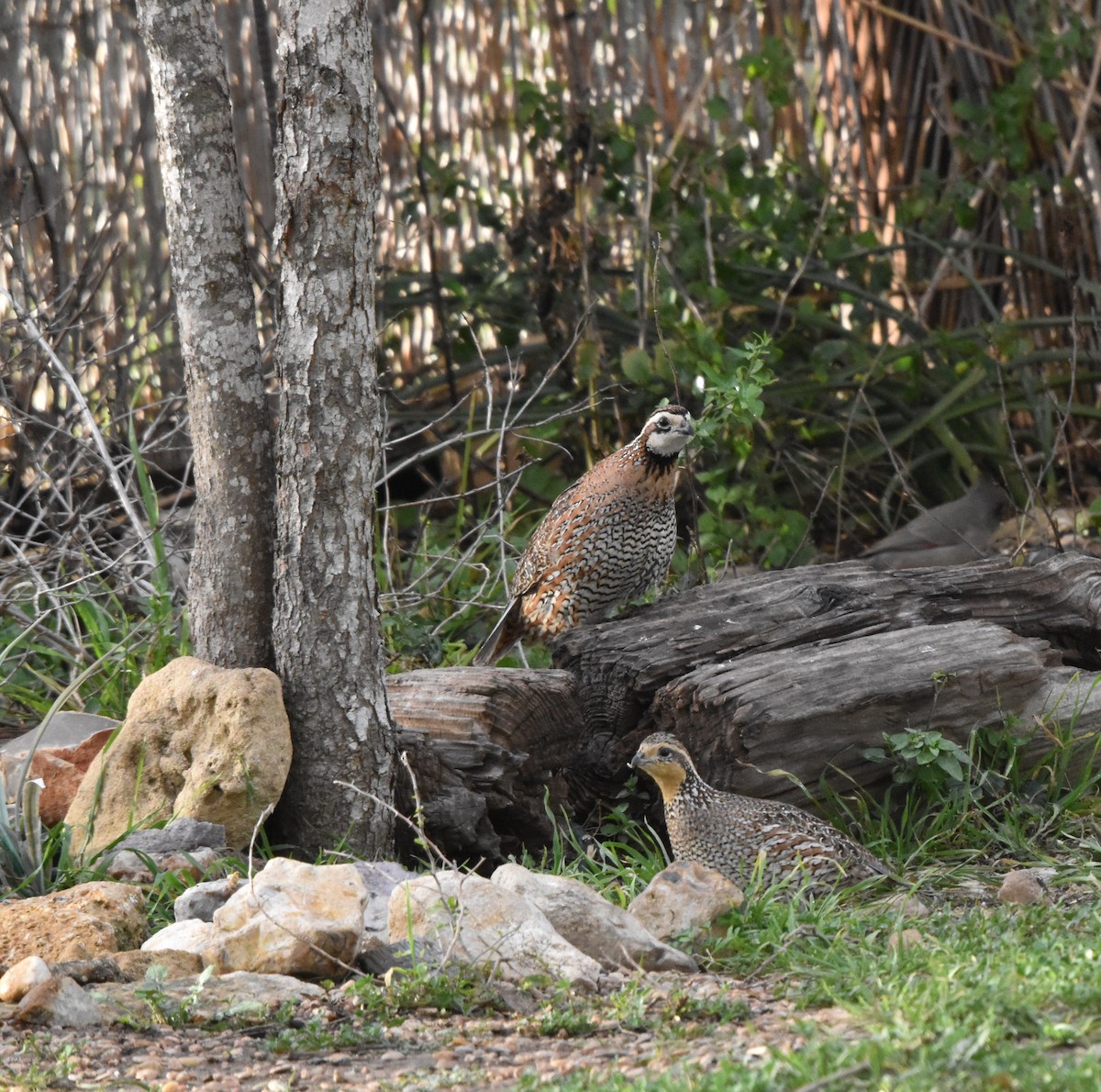Northern Bobwhite - ML631986484