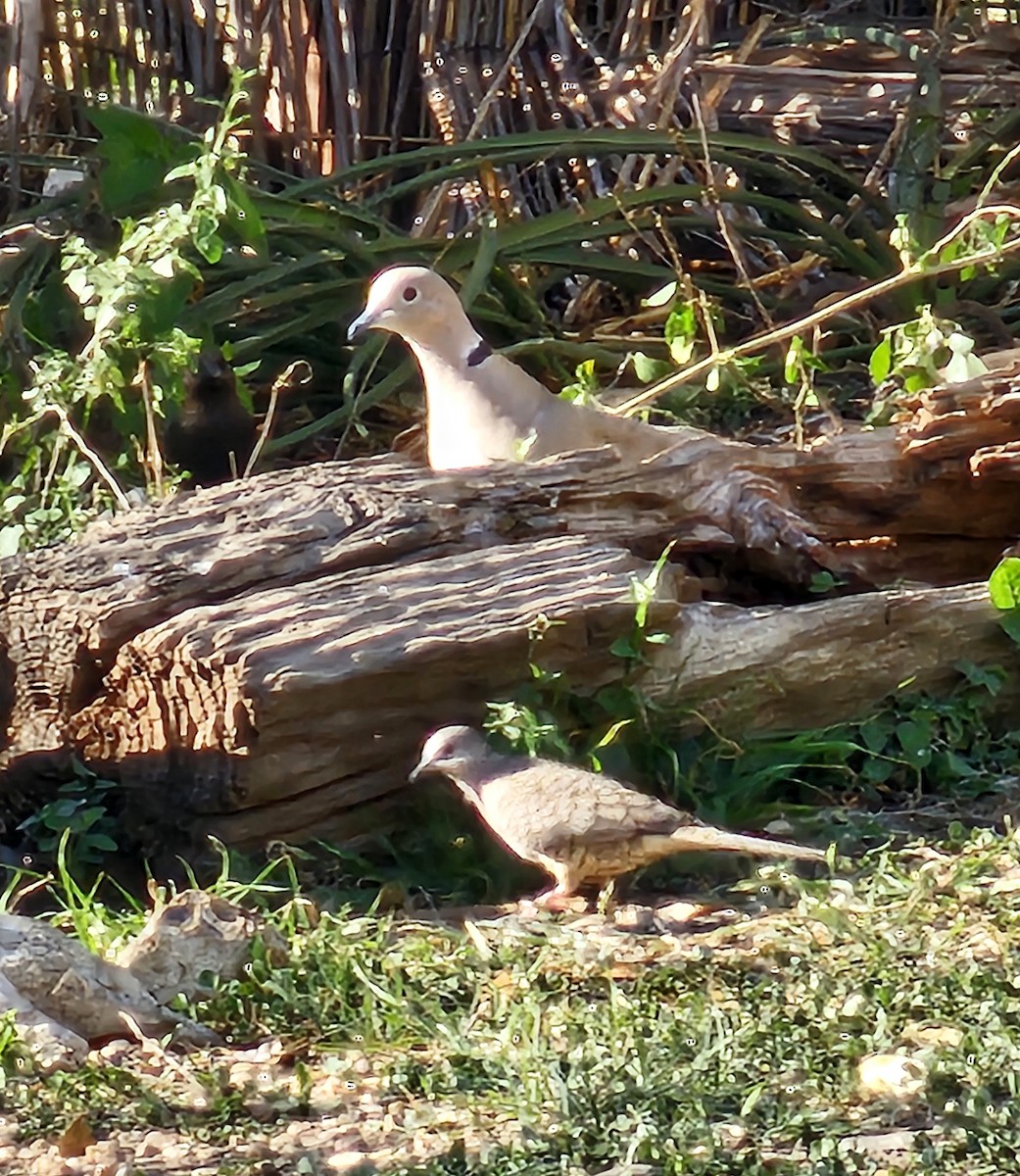 Eurasian Collared-Dove - ML631986499