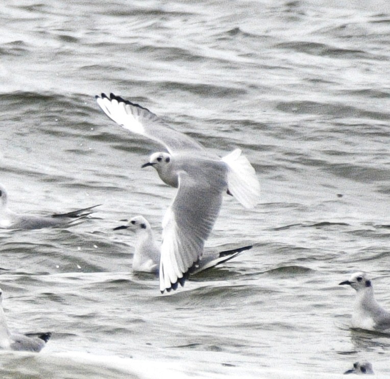 Gaviota de Bonaparte - ML631986502