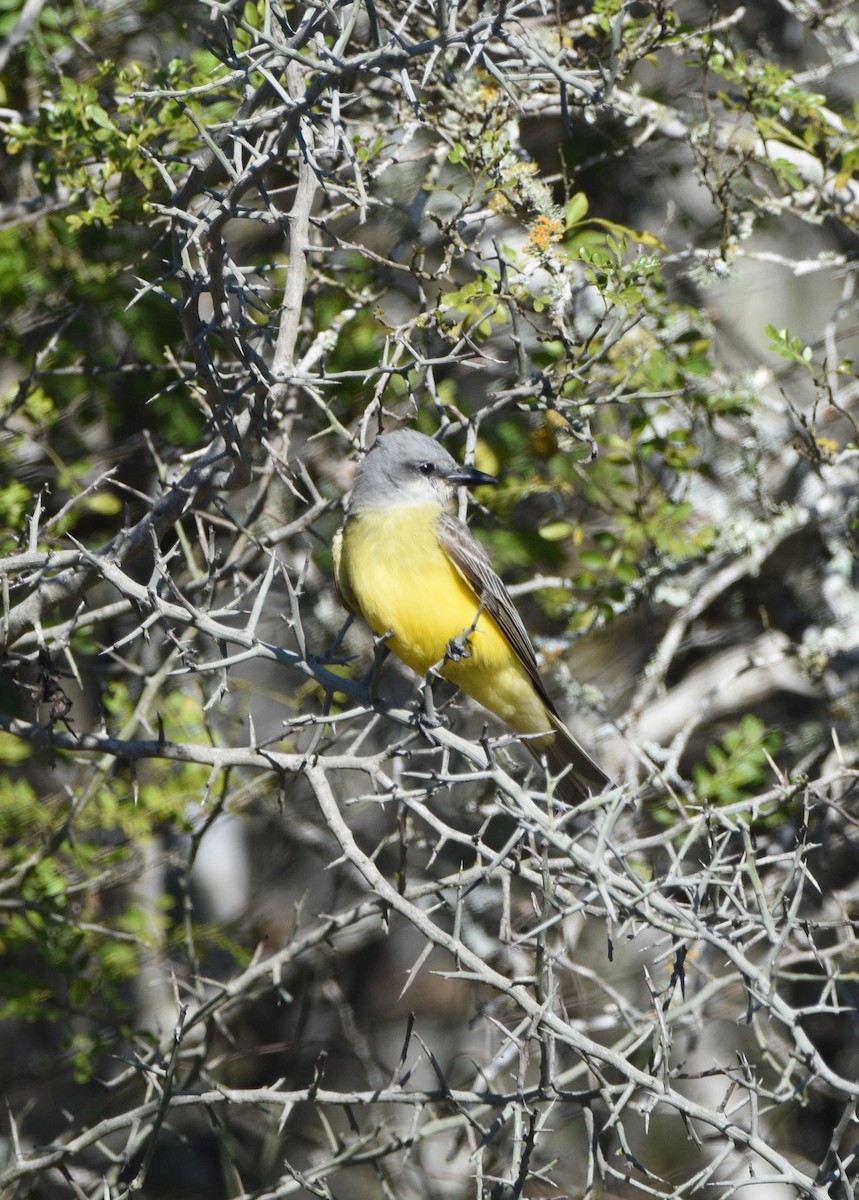 Couch's Kingbird - ML631986519
