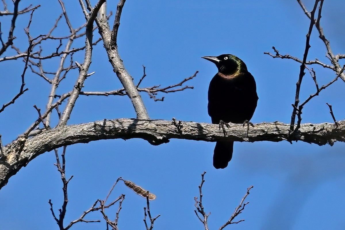 Common Grackle - ML631986559