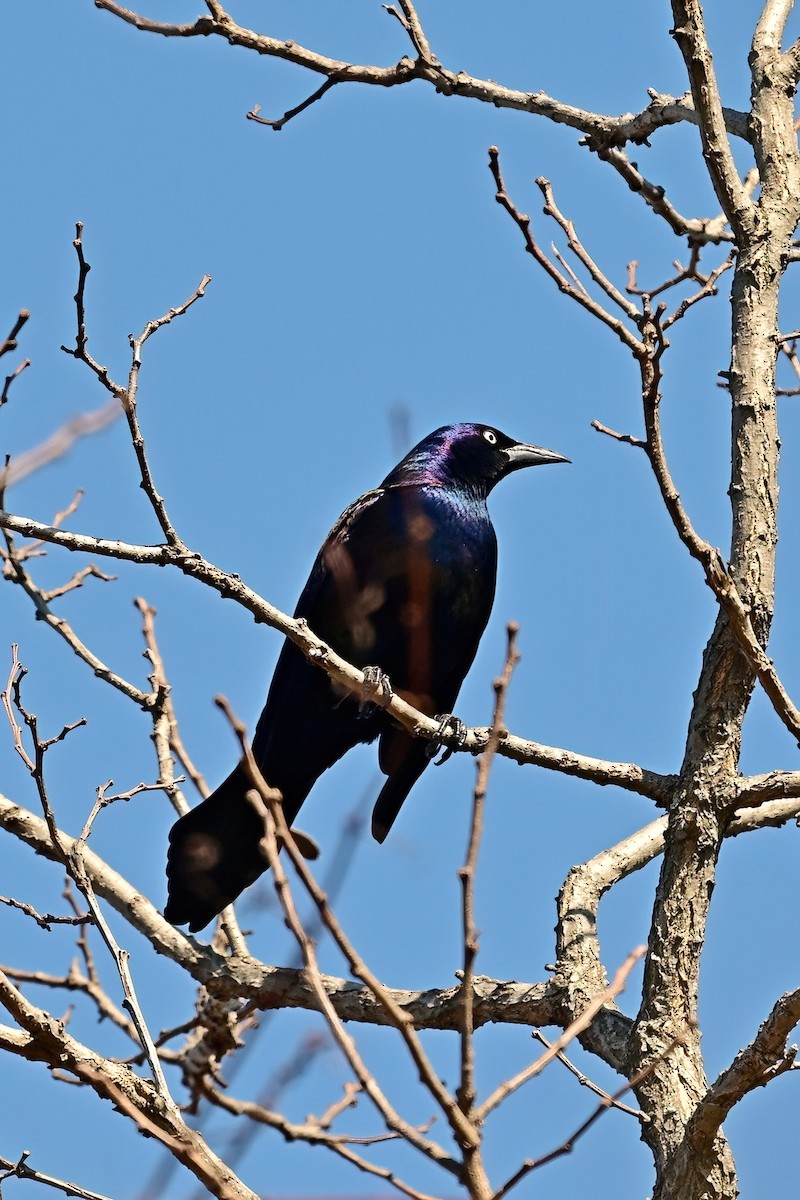 Common Grackle - ML631986561