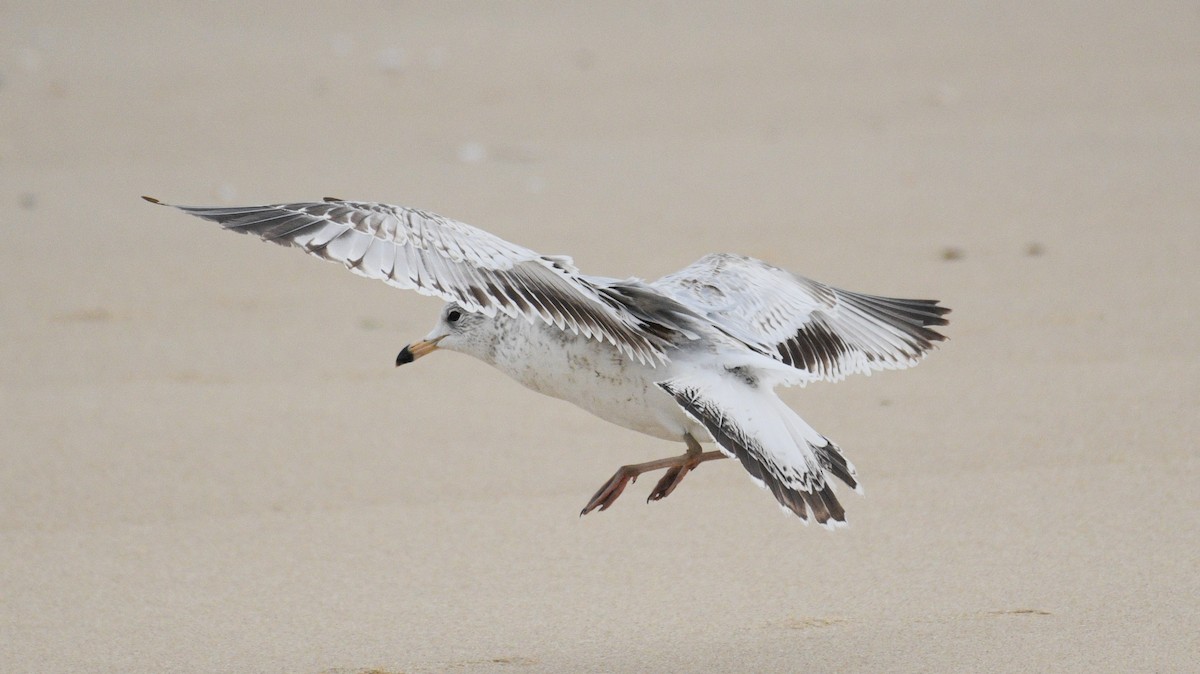 Gaviota de Delaware - ML631986601
