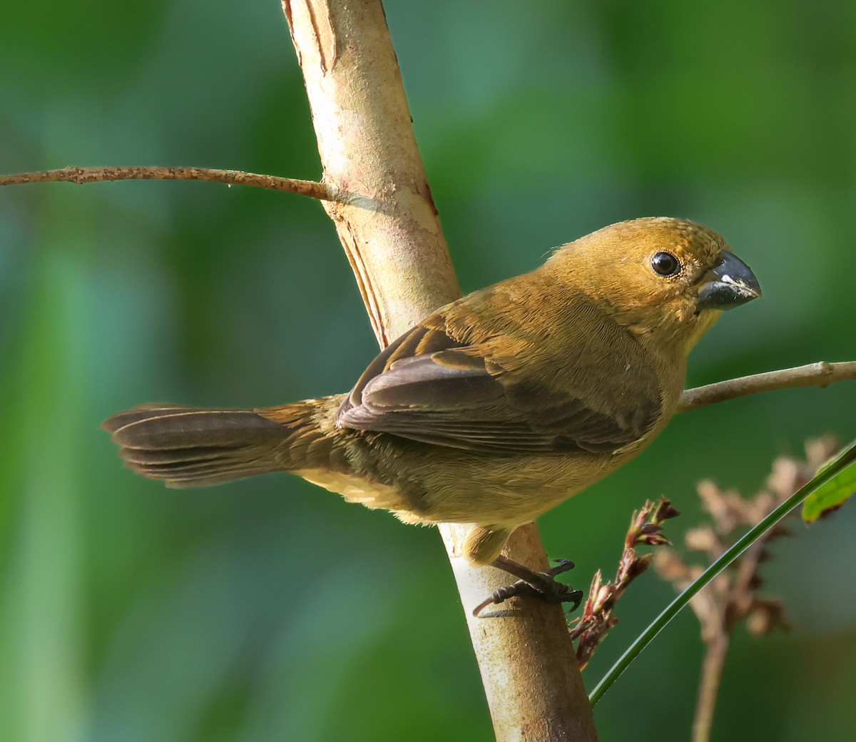 Variable Seedeater - ML631986694