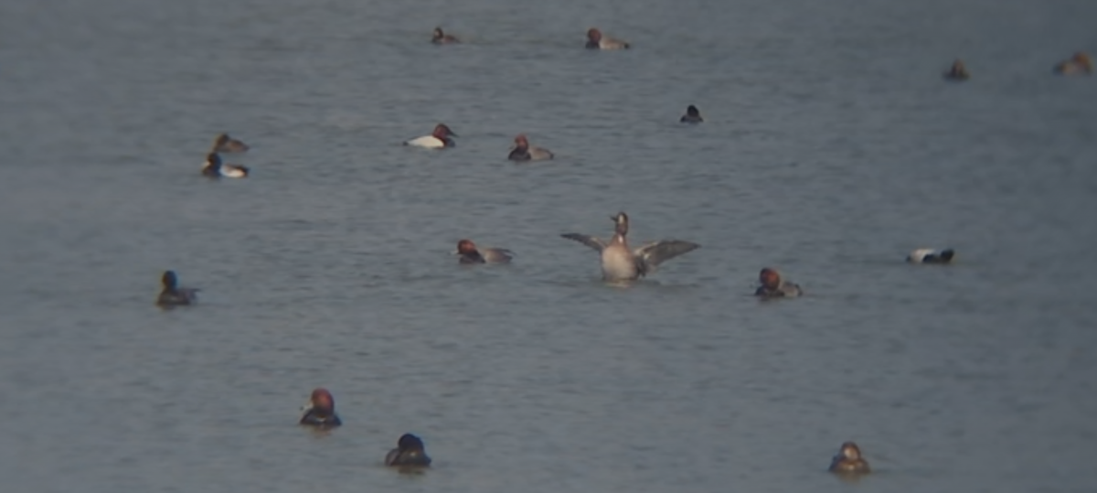 Canvasback - ML631986771