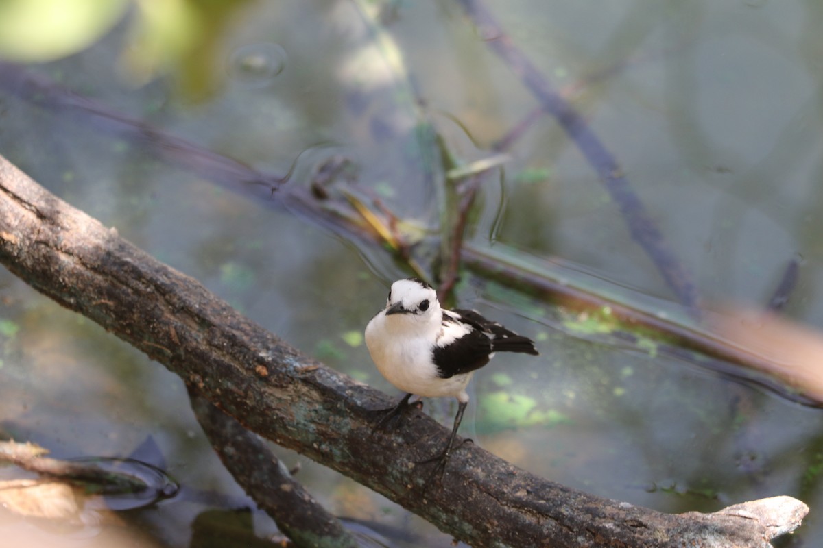 Pied Water-Tyrant - ML631986787