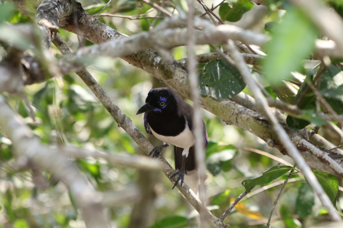 Black-chested Jay - ML631986899