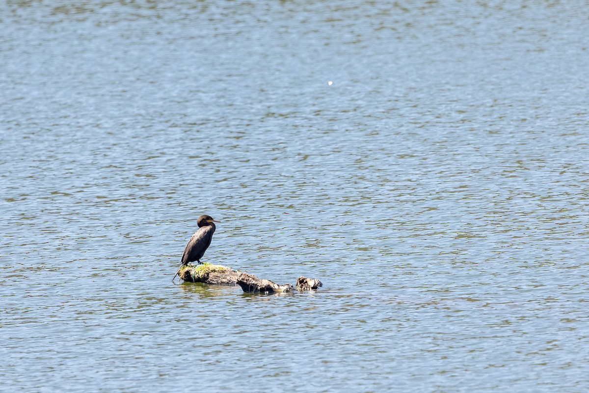 cormorant sp. - ML631987006