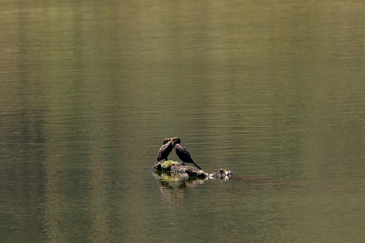 cormorant sp. - ML631987007