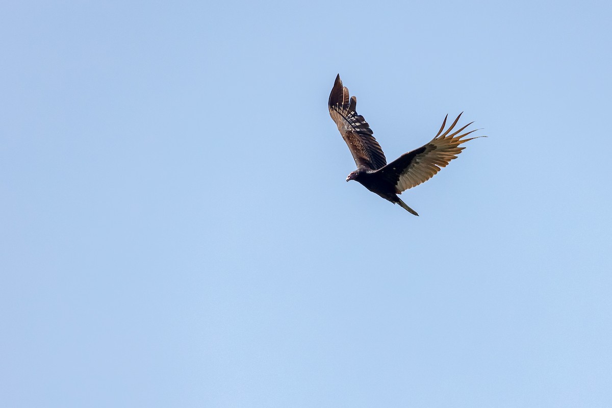 Turkey Vulture - ML631987019