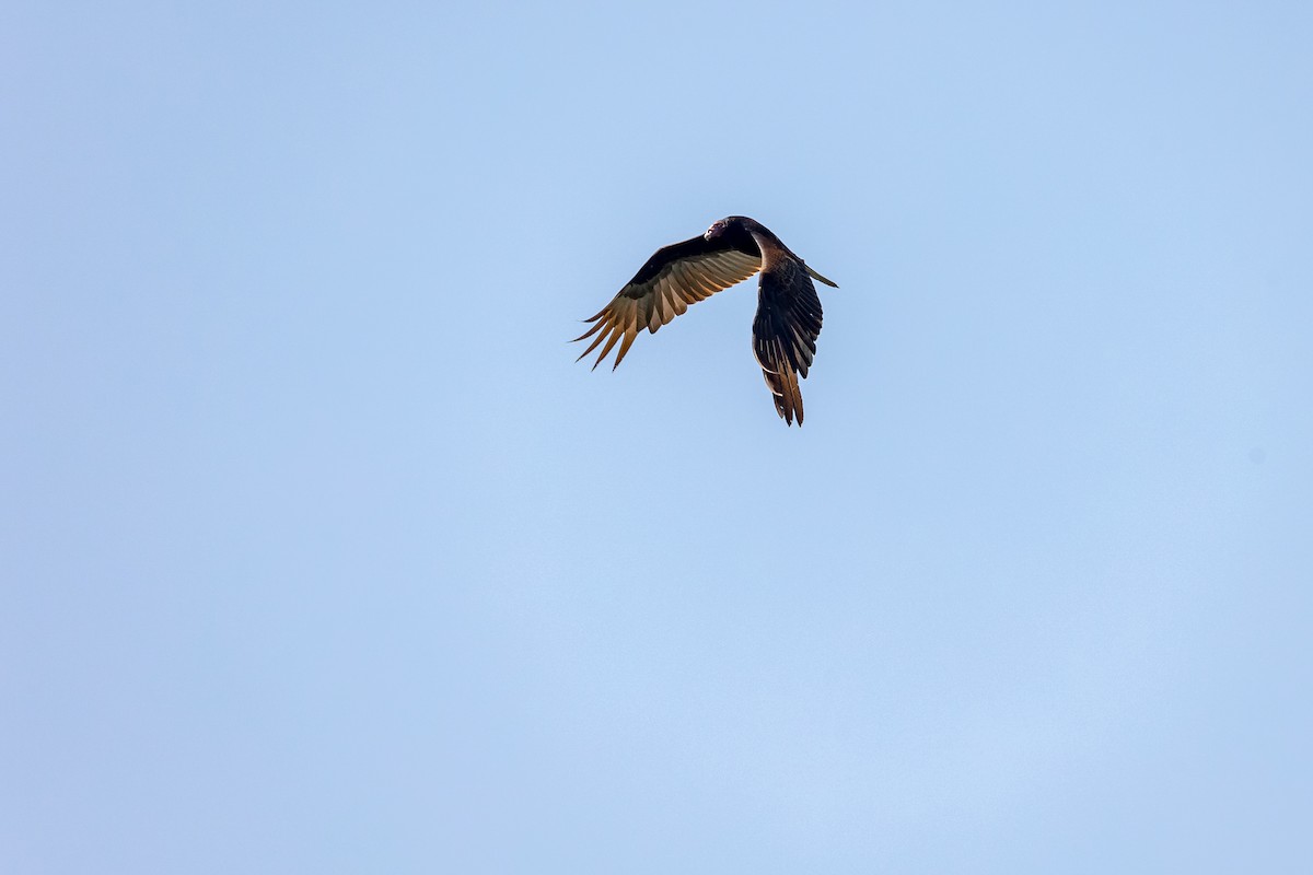 Turkey Vulture - ML631987022