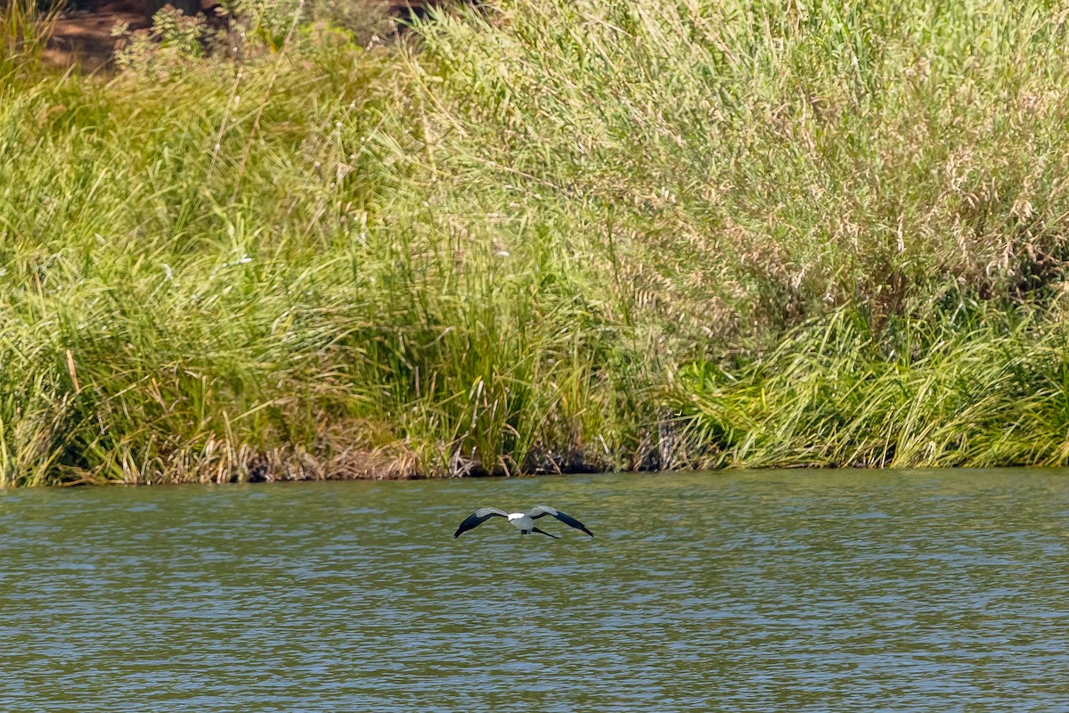 Swallow-tailed Kite - ML631987036