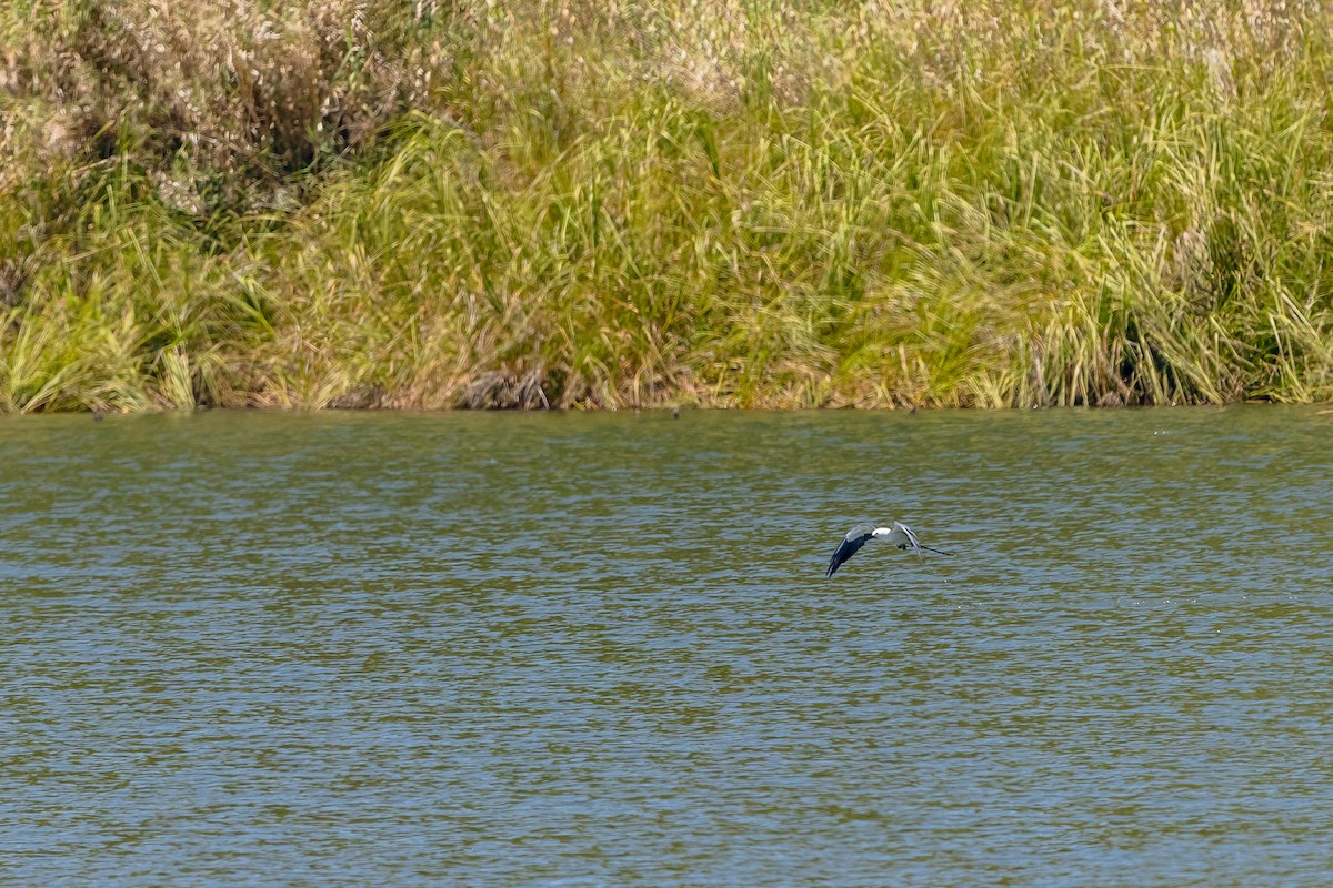 Swallow-tailed Kite - ML631987037