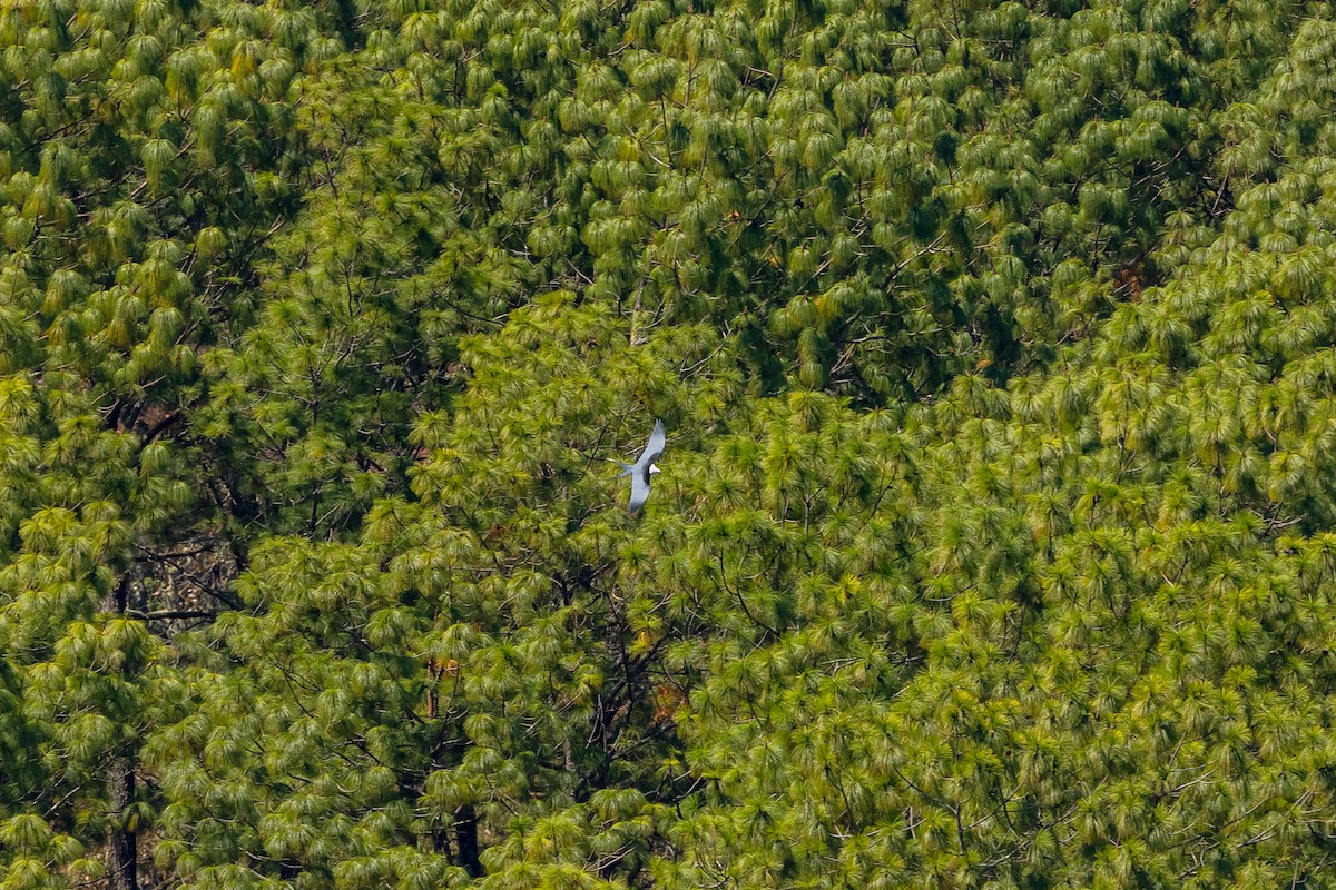 Swallow-tailed Kite - ML631987038