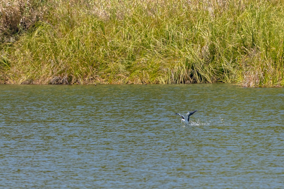 Swallow-tailed Kite - ML631987039