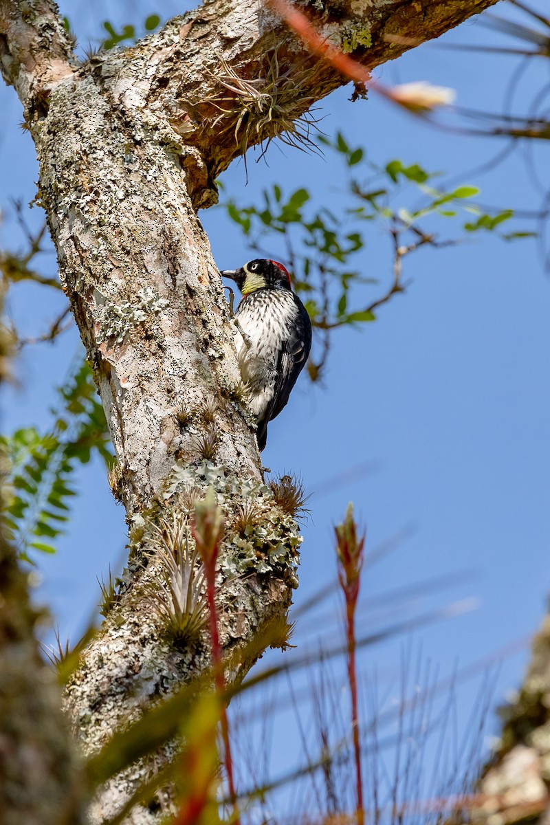 Acorn Woodpecker - ML631987051