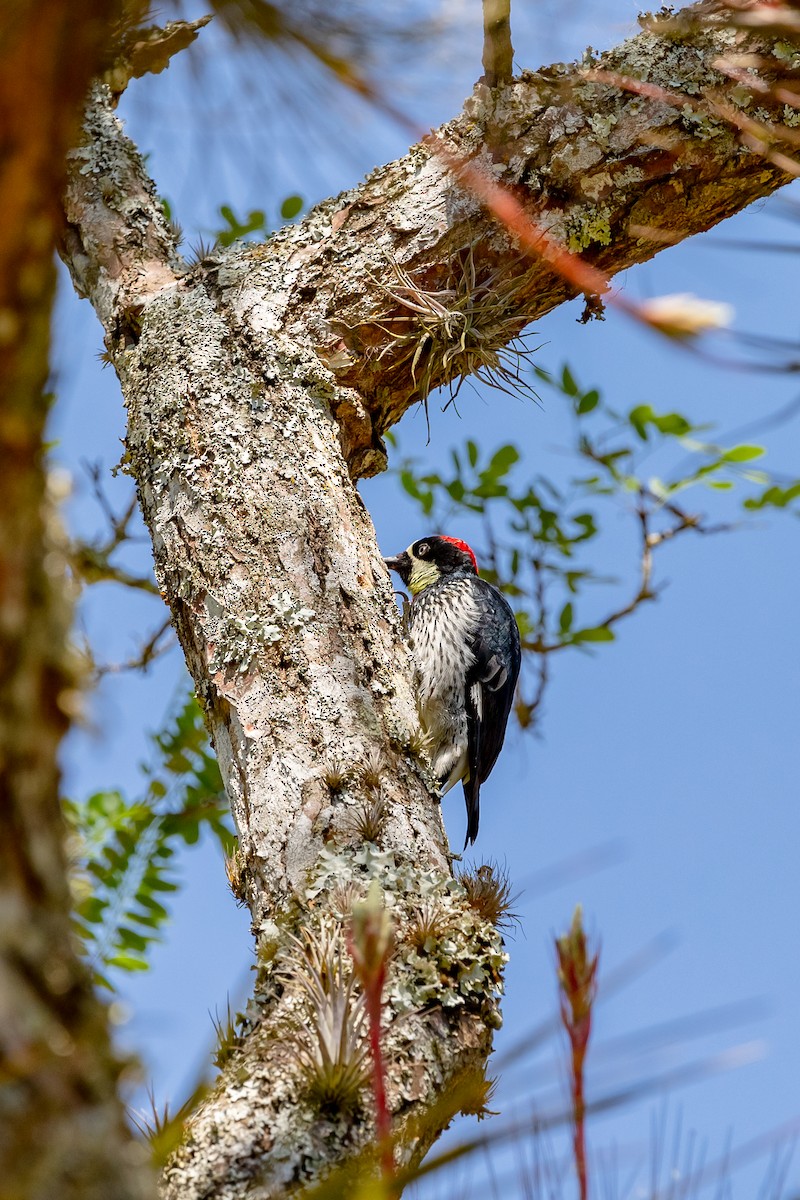 Acorn Woodpecker - ML631987052