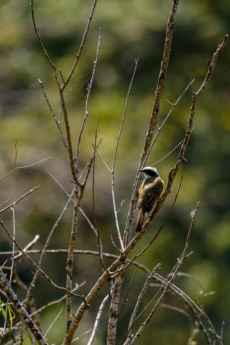Social Flycatcher - ML631987070